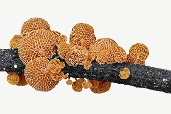 Orange Pore fungus collage element | Free PSD - rawpixel