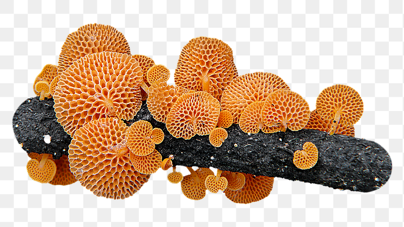 Orange Pore fungus png sticker, | Free PNG - rawpixel