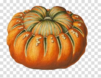 Orange pumpkin illustration transparent background PNG clipart