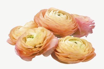 Orange ranunculus flowers collage element | Free PSD - rawpixel