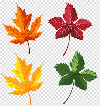 Orange, red, yellow, and gren maple leaves, Autumn Leaf , Autumn Leaves Set transparent background PNG clipart