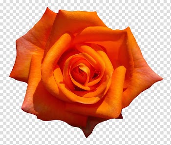Orange rose art, Garden roses Flower, Orange Rose Flower Top View transparent background PNG clipart