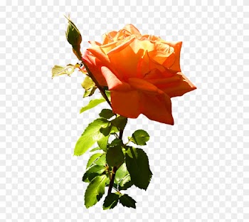 Orange Rose Clip Art With Leaves And Stem - Orange Roses Clip Art