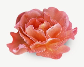 Orange rose collage element psd | Free PSD - rawpixel