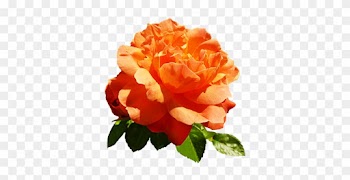 Orange Rose For Valentine's Day - Orange Rose Clip Art