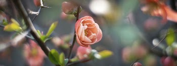 Orange rose. Free public domain | Free Photo - rawpixel