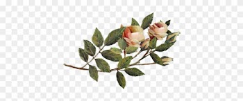 Orange Rose - Garden Roses