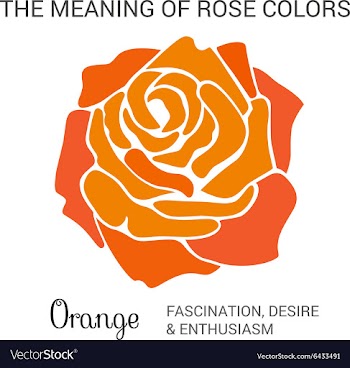 Orange rose infographics vector image