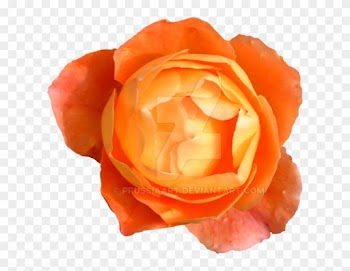 Orange Rose On A Transparent Background By Prussiaart - Rose
