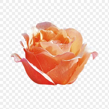 Orange rose png, flower collage | Free PNG - rawpixel