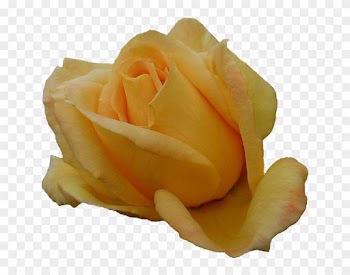 Orange Rose Png Just Our Pictures Of Roses ~ Favorite - Garden Roses