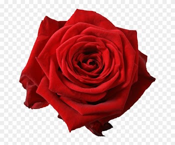 Orange Rose Png - Rose Avalanche Red Naomi