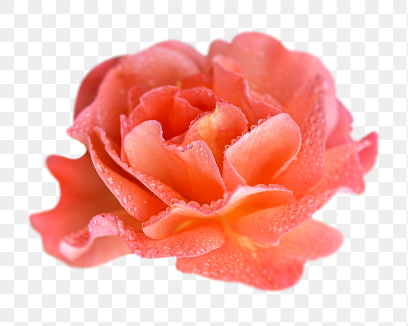 Orange rose png sticker, transparent | Free PNG - rawpixel