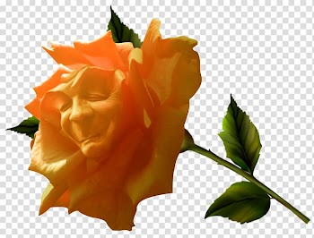 Orange rose with face art, Fairy tale Garden roses, Fairy tale flower transparent background PNG clipart