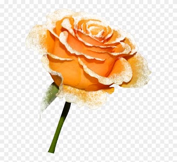 Orange Roses - Beach Rose