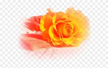 Orange Roses - Beautiful Pictures Of Yellow Roses