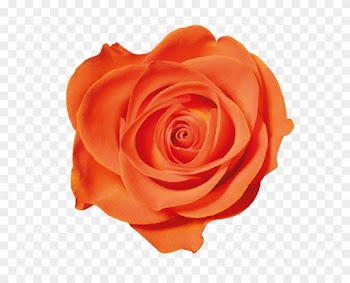 Orange Roses - Orange Rose Transparent Png Background