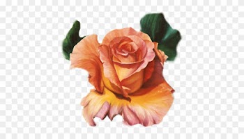 Orange Roses - Roses Red Orange Png