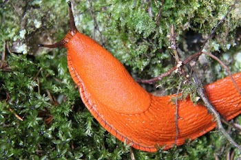 Orange Snail on Green Leafy Pavement