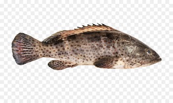 Orange-spotted grouper Hamour Giant grouper Fish - core 