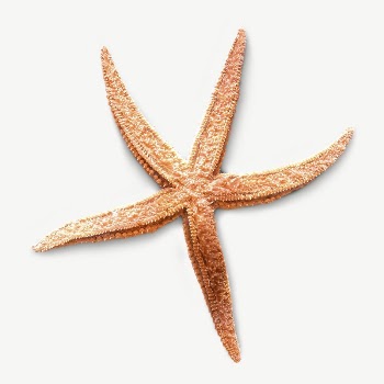 Orange starfish collage element, isolated | Free PSD - rawpixel