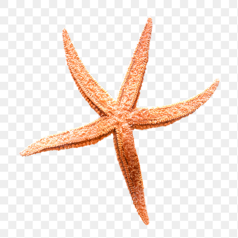 Orange starfish png sticker, transparent | Free PNG - rawpixel