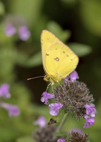 Orange sulphur butterfly background. Free | Free Photo - rawpixel