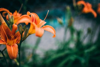 Orange Summer Flower in the Spring