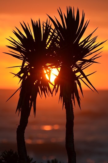 Orange Sunset Between 2 Trees Beside a Body of Water