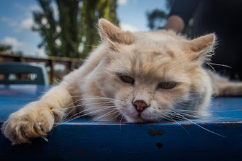 Orange Tabby Cat