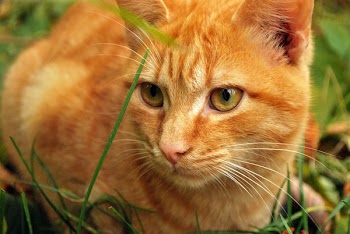 Orange Tabby Cat