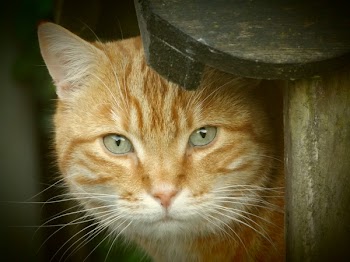 Orange Tabby Cat