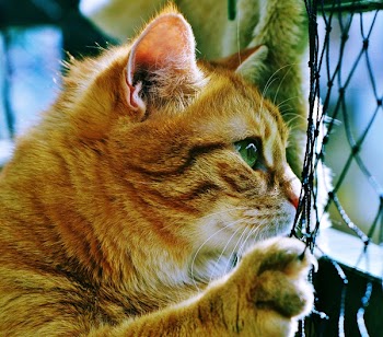 Orange Tabby Cat
