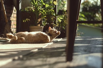 Orange Tabby Cat