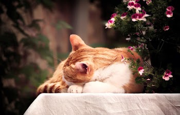 Orange Tabby Cat