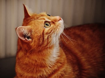 Orange Tabby Cat