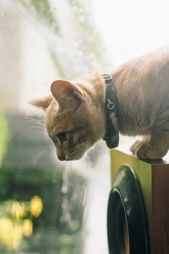 Orange Tabby Cat
