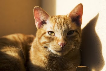 Orange Tabby Cat
