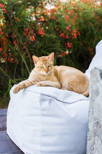 Orange Tabby Cat