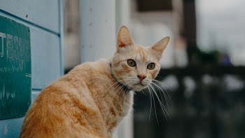 Orange Tabby Cat in Bokeh Photography