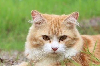 Orange Tabby Cat in Macro Lens