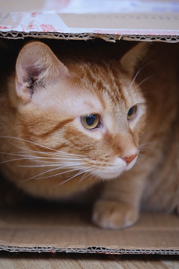 Orange Tabby Cat Inside Cardboard Box