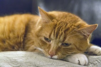 Orange Tabby Cat Lying on Beige Cushion