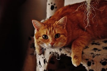Orange Tabby Cat on Armchair