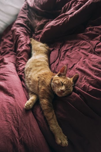 Orange Tabby Cat On Bed