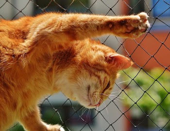 Orange Tabby Cat on Black Rope Link Fence
