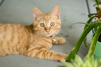 Orange Tabby Cat on Gray Pavement