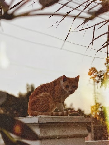 Orange Tabby Cat on White Concrete Post