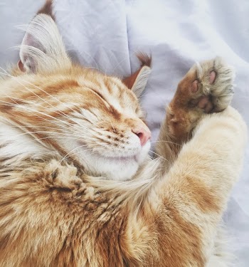 Orange Tabby Cat on White Fabric Bed Cover