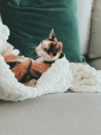 Orange Tabby Cat on White Textile